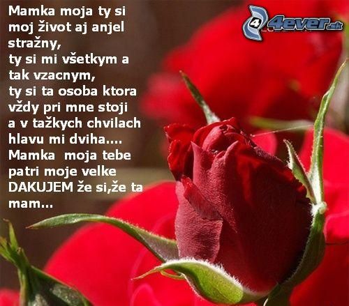 [obrazky.4ever.sk] ruza,.jpg